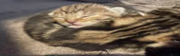 Bengal cats for sale: Stunning Racing Striped 3/4 Bengal Kittens! - Advert 10