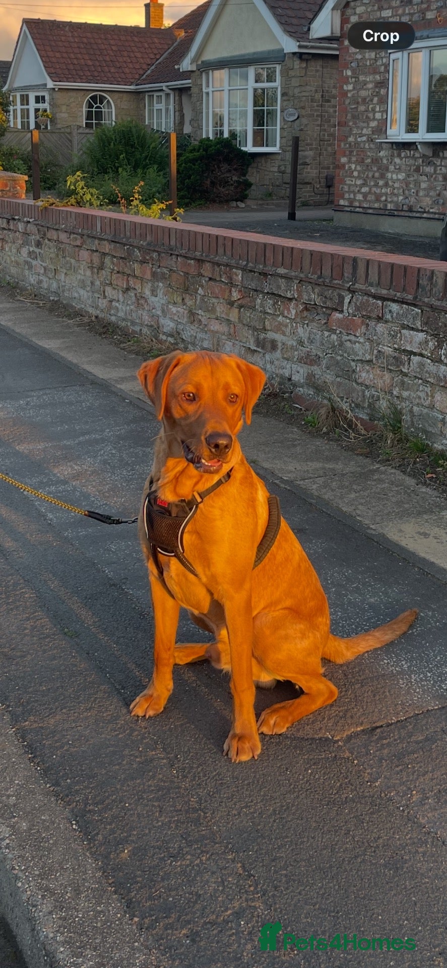 Labrador Retriever dogs Red fox Labrador for Stud - Advert 1