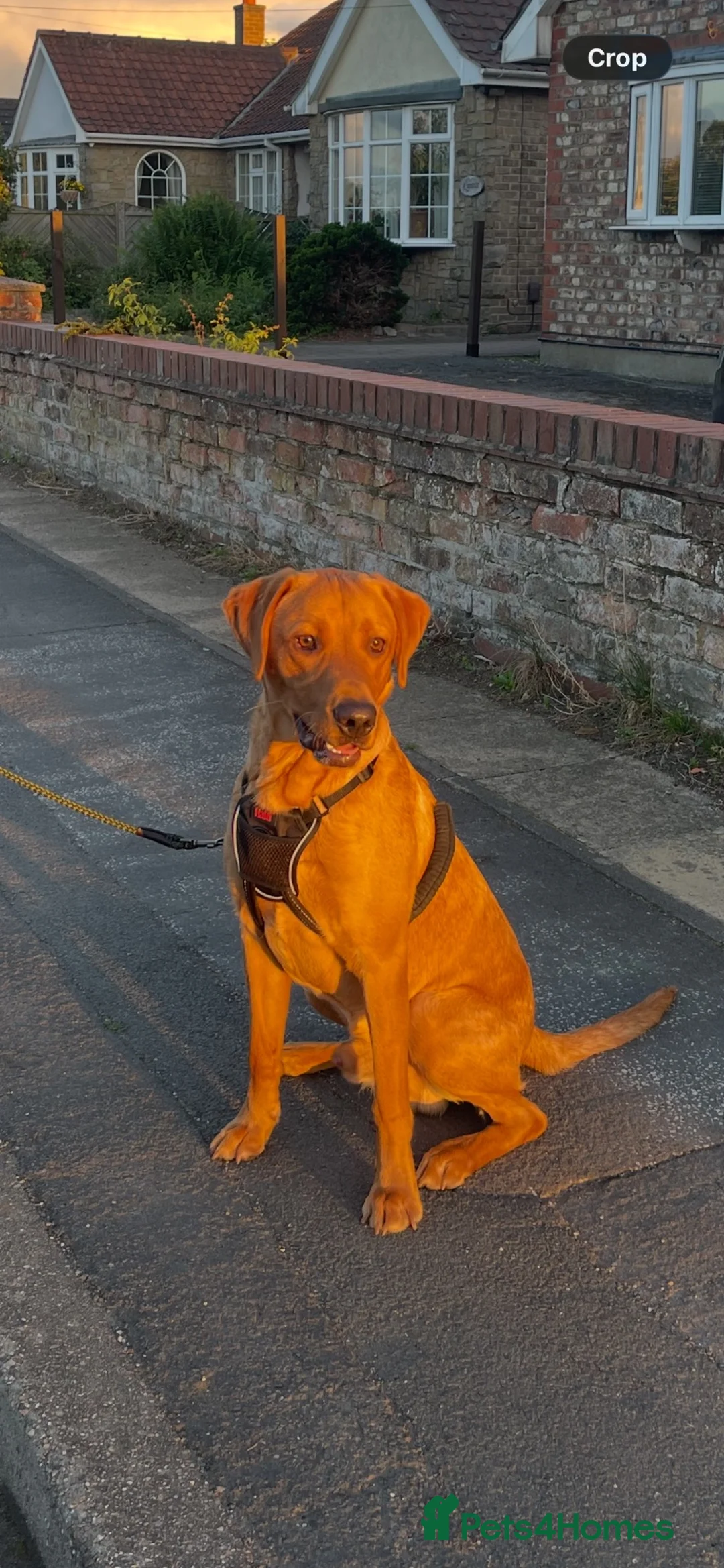 Labrador Retriever dogs for stud: 🦊 Milo-KC Registered Fox Red working Lab, STUD - Advert 1