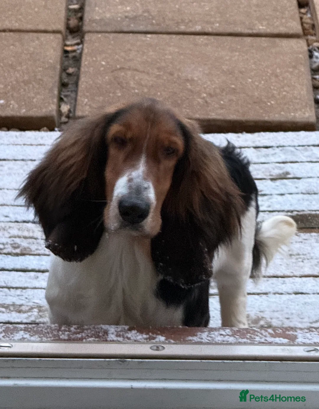 Basset Hound dogs for sale: Basset hound male for sale  - Advert 2