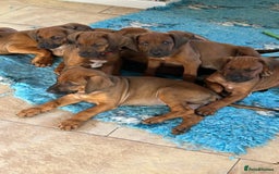 Rhodesian Ridgeback dogs for sale: VIEWINGS WELCOME NOW KC Registered Ridgeback Pups  - Image 1