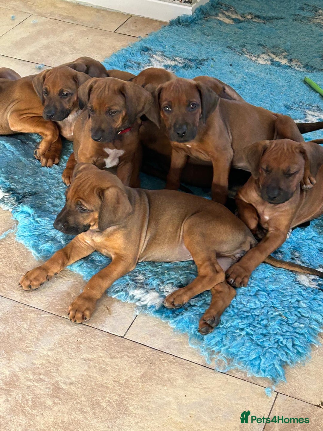 Rhodesian Ridgeback dogs for sale: VIEWINGS WELCOME NOW KC Registered Ridgeback Pups  - Image 1