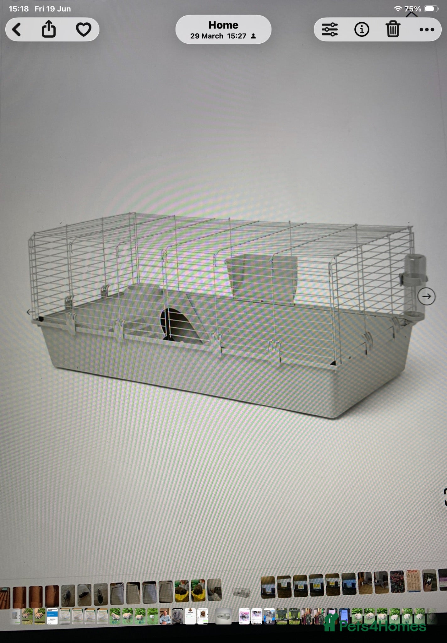Mini Lop rabbits Brand new indoor cage . - Advert 6