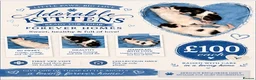 Mixed Breed cats for sale: TUXEDO X TABBY MIXED BRED KITTENS - Advert 1