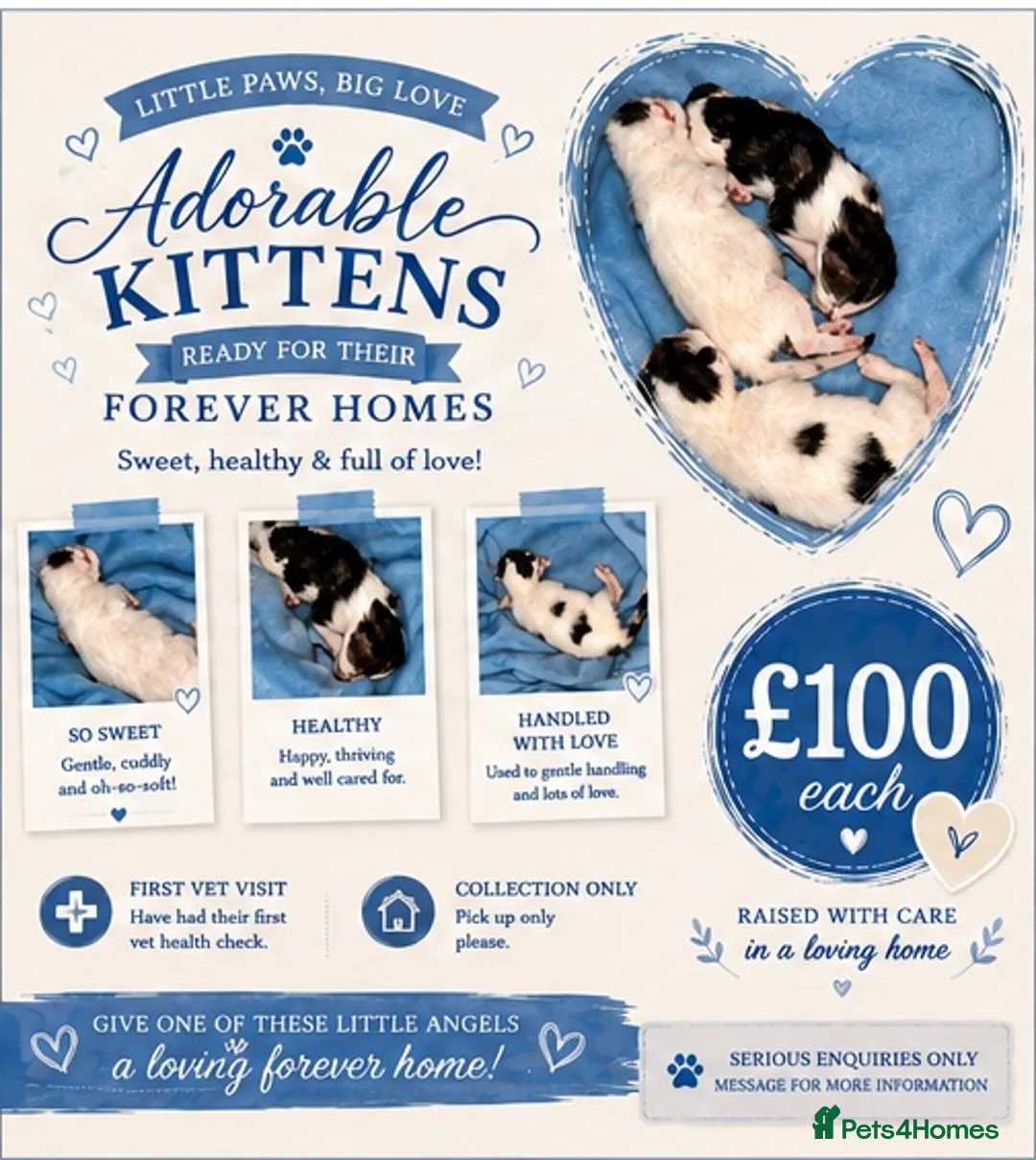 Mixed Breed cats for sale: TUXEDO X TABBY MIXED BRED KITTENS - Advert 1