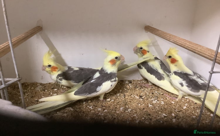 Cockatiels birds - Advert 13