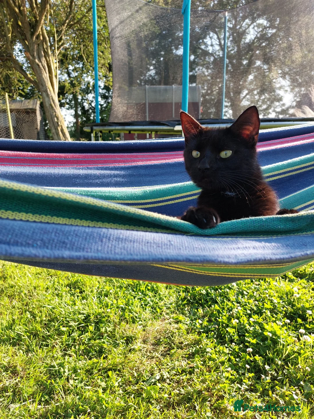 Mixed Breed cats for sale: Black male kitten  - Advert 1