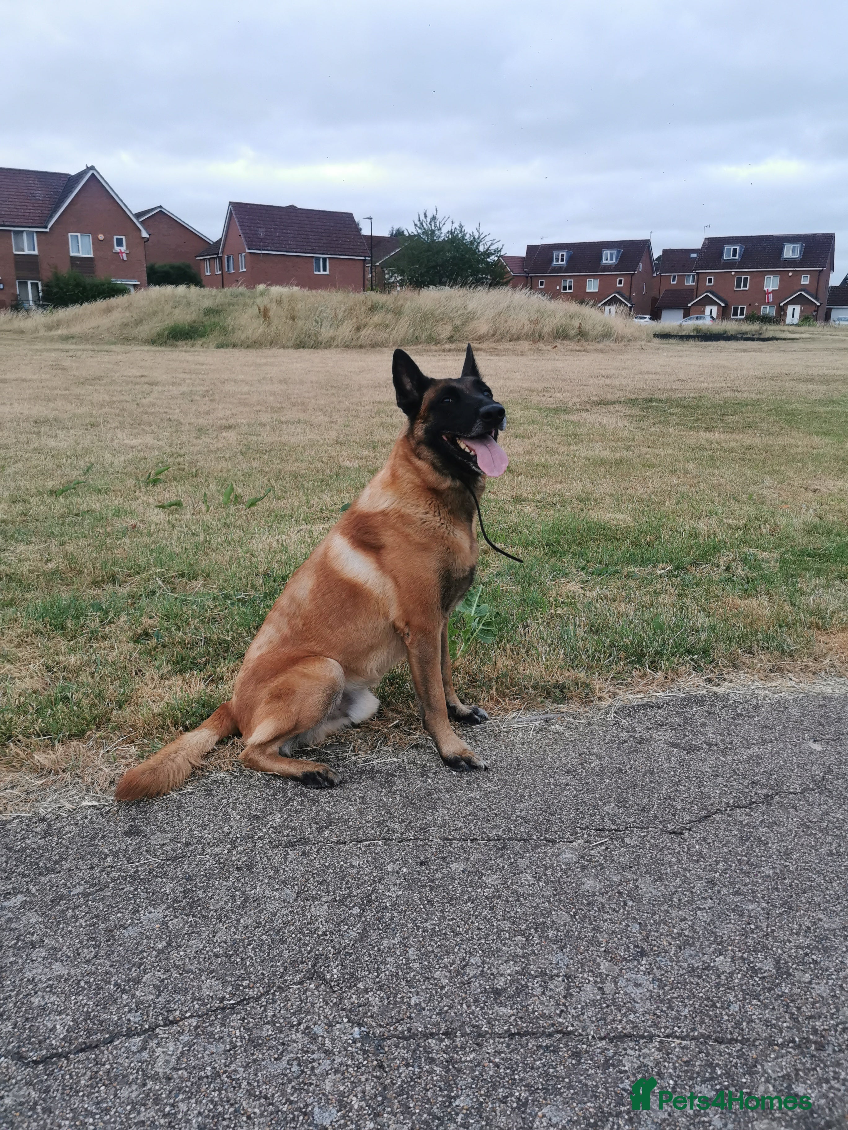 Belgian Shepherd Dog dogs KC Belgian Shepherd for stud - Advert 18