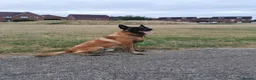 Belgian Shepherd Dog dogs for stud: KC Belgian Shepherd for stud in Coventry - Advert 1