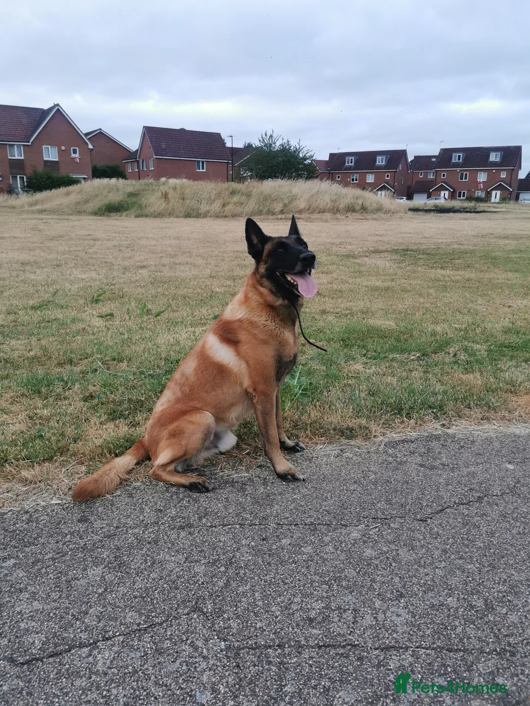 Belgian Shepherd Dog dogs for stud: KC Belgian Shepherd for stud in Coventry - Advert 1