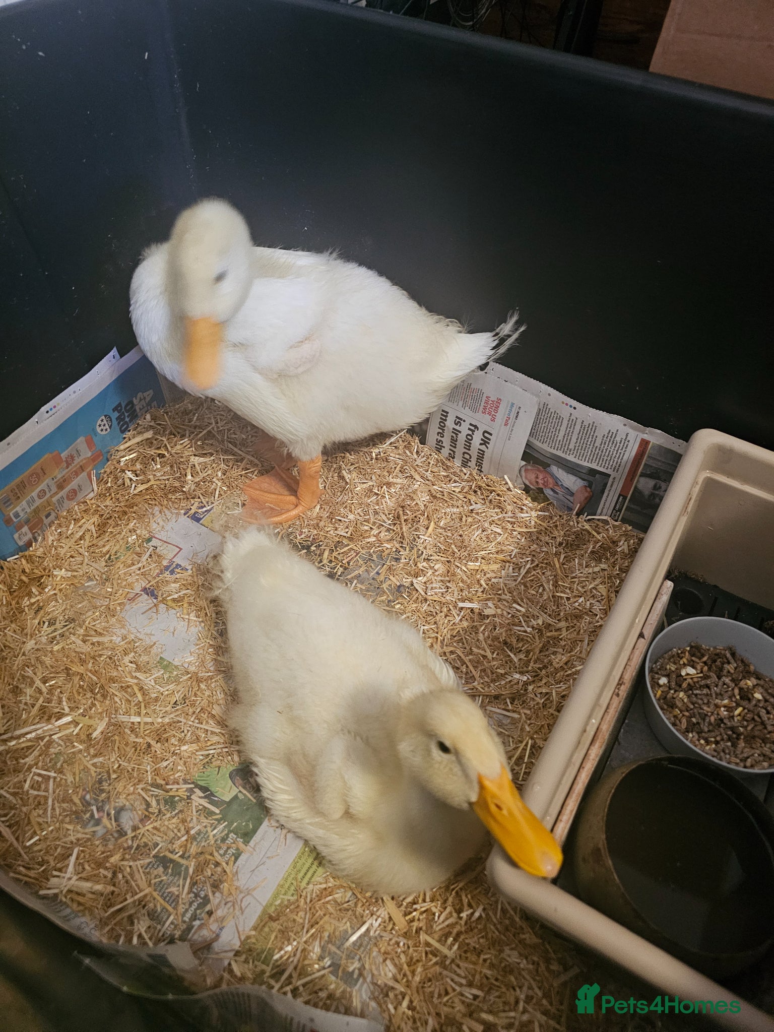 Ducks poultry for sale: 2 Aylesbury Ducklings for Sale in Croydon - Advert 6