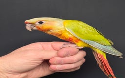 Conures birds for sale: Handreared Small Conures, Sun & Patagonian conures - Image 1