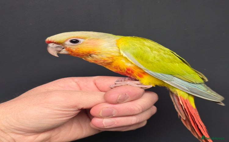 Conures birds - Advert 1