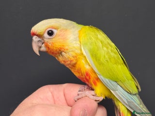 Conures birds - Advert 37