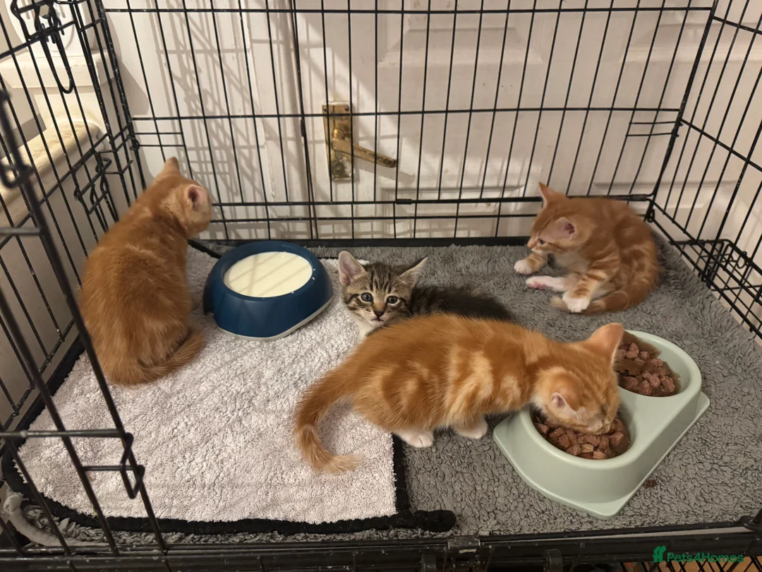 American Shorthair cats for sale: Beautiful Rare GingerKittens Alonghair X BSH cross - Advert 21