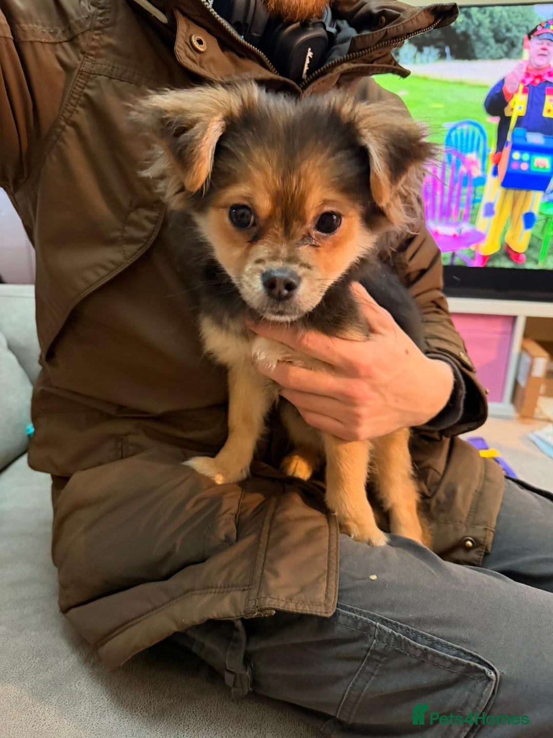 Mixed Breed dogs for sale: Yorkie x Pom  - Advert 2