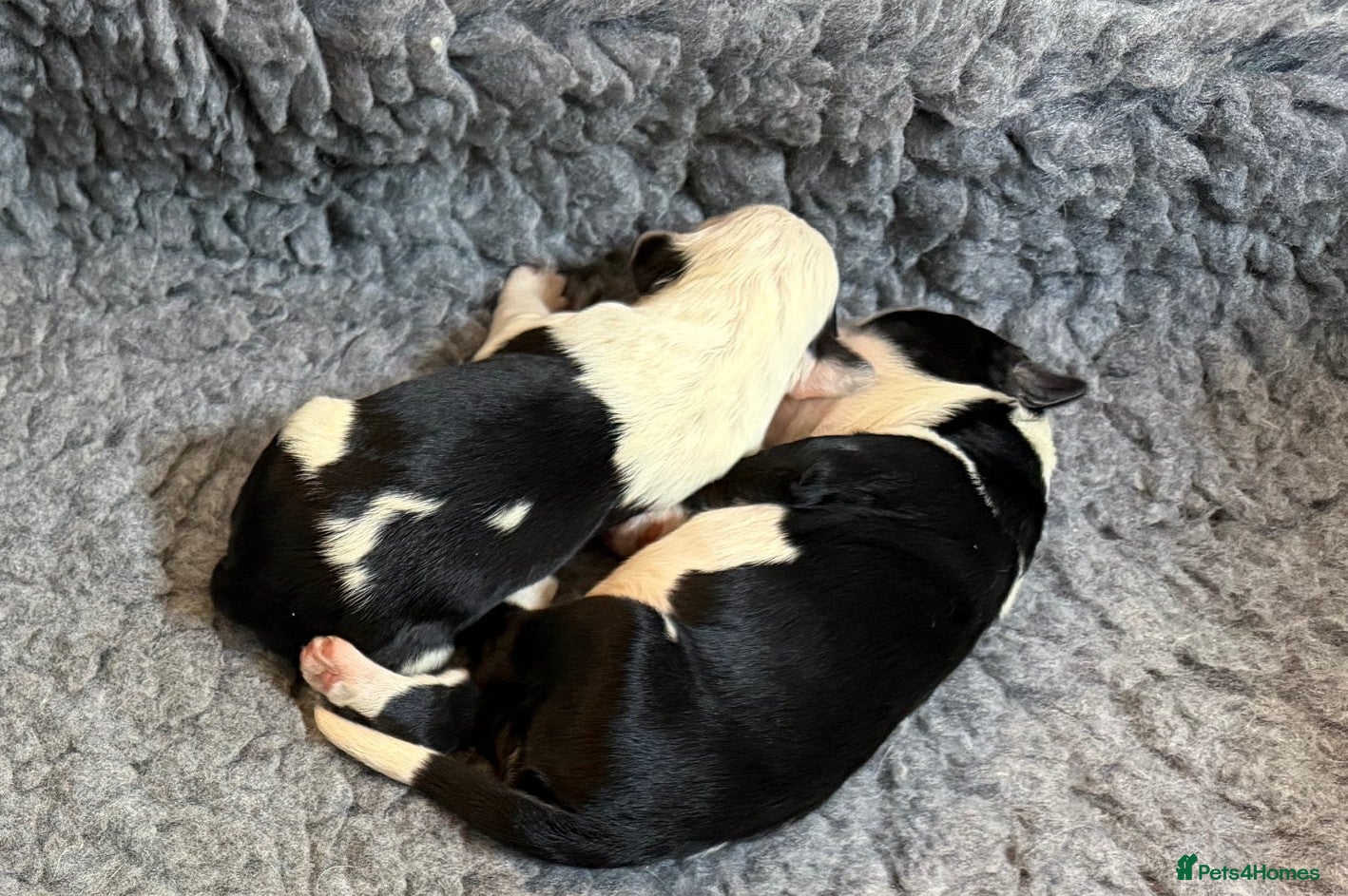 Mixed Breed dogs Sheepadoodle Puppies 3M 3F Ready MAY  - Advert 1