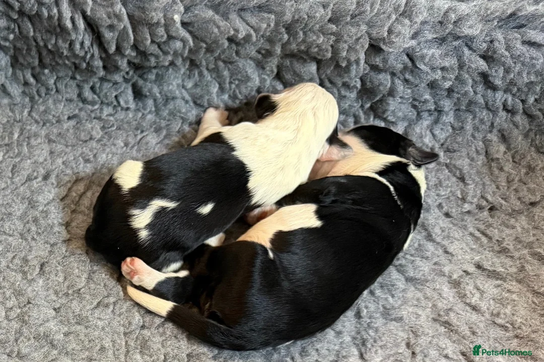 Mixed Breed dogs for sale: Sheepadoodle Puppies 3M 3F Old English Sheepdog - Advert 1