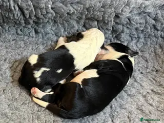 Mixed Breed dogs Sheepadoodle Puppies 3M 3F Ready MAY - Advert 1