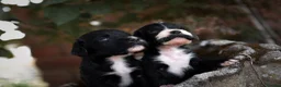 Cocker Spaniel dogs for sale: Beautiful Black and Chocolate Cocker Spaniel KCReg - Advert 8