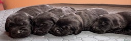 Labrador Retriever dogs for sale: Beautiful Working Black Labradors 🐾🐾 - Advert 11