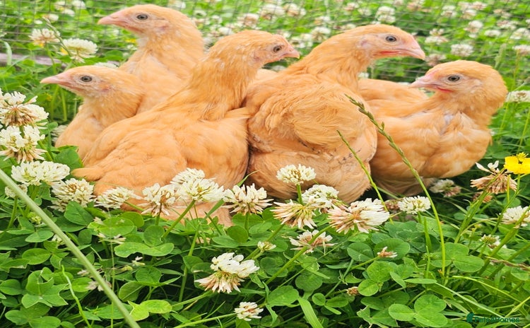 Chickens poultry - Advert 16
