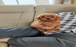 Cavapoo dogs for sale: TOY CAVAPOO DNA TESTED PARENTS AND GRANDPARENTS  - Image 20