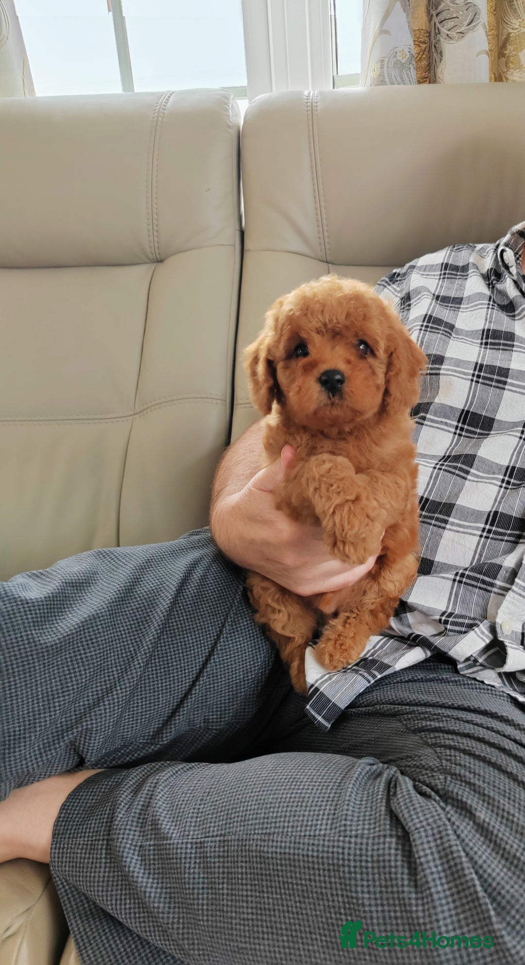 Cavapoo dogs for sale: TOY CAVAPOO DNA TESTED PARENTS AND GRANDPARENTS  - Image 20