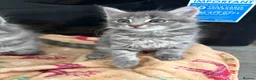 Domestic Shorthair cats for sale: Kittens  in Nottingham - Advert 4