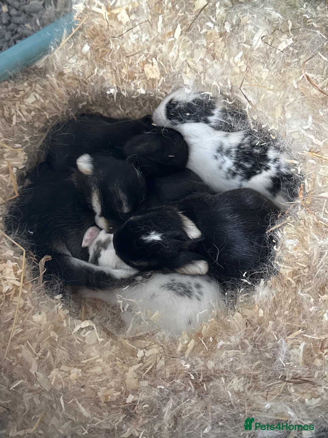 Mini Lop rabbits for sale: Mini lop cross kits  - Image 2