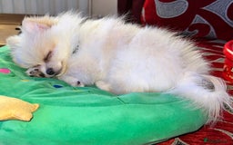 Pomeranian dogs for sale: Last Mini Pomeranian Boy - Image 4
