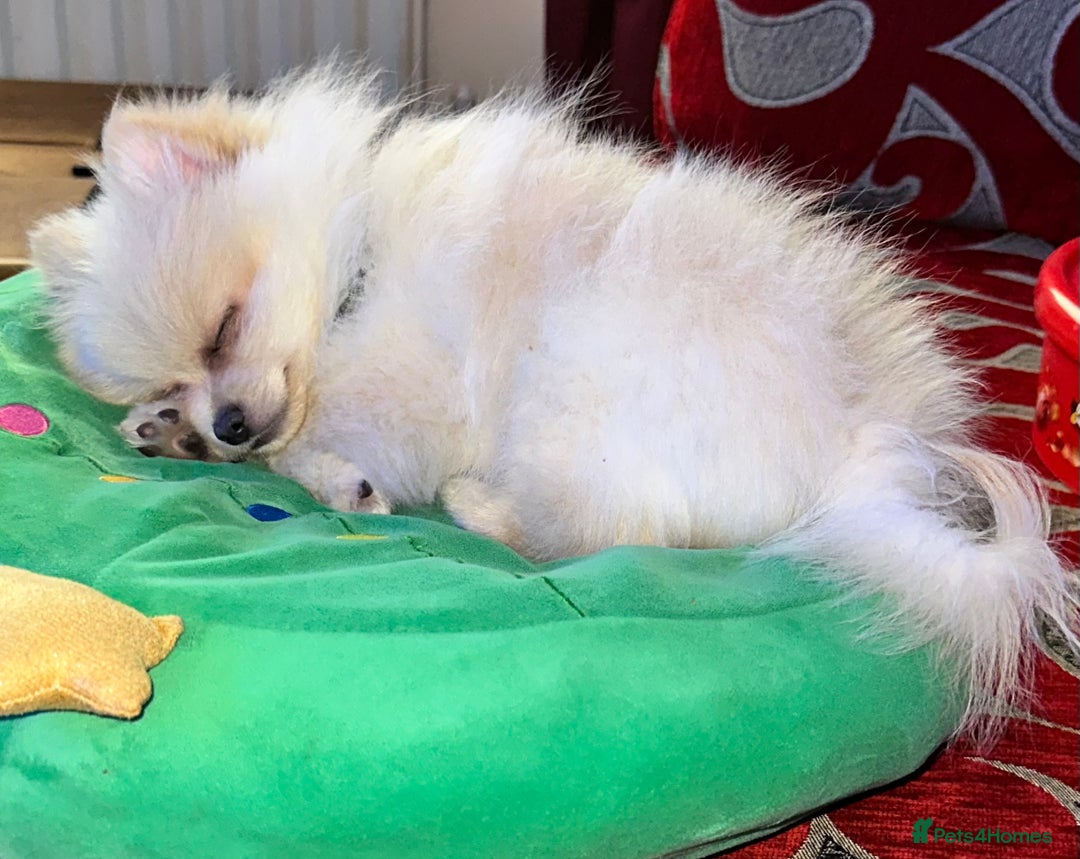 Pomeranian dogs for sale: Last Mini Pomeranian Boy - Image 4