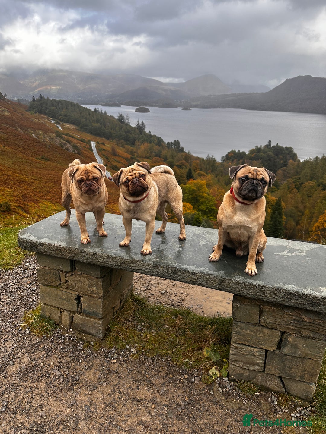 Pug dogs for stud: KC Lilac fawn pug for stud in Cockermouth - Advert 20