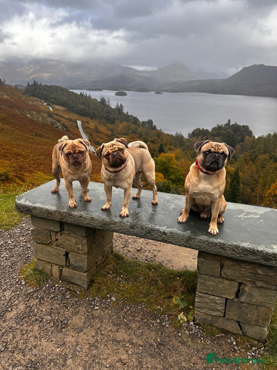 Pug dogs for stud: KC Lilac fawn pug for stud in Cockermouth - Advert 20