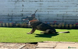German Shepherd dogs for sale: Rehoming - German shepherd  - Image 2