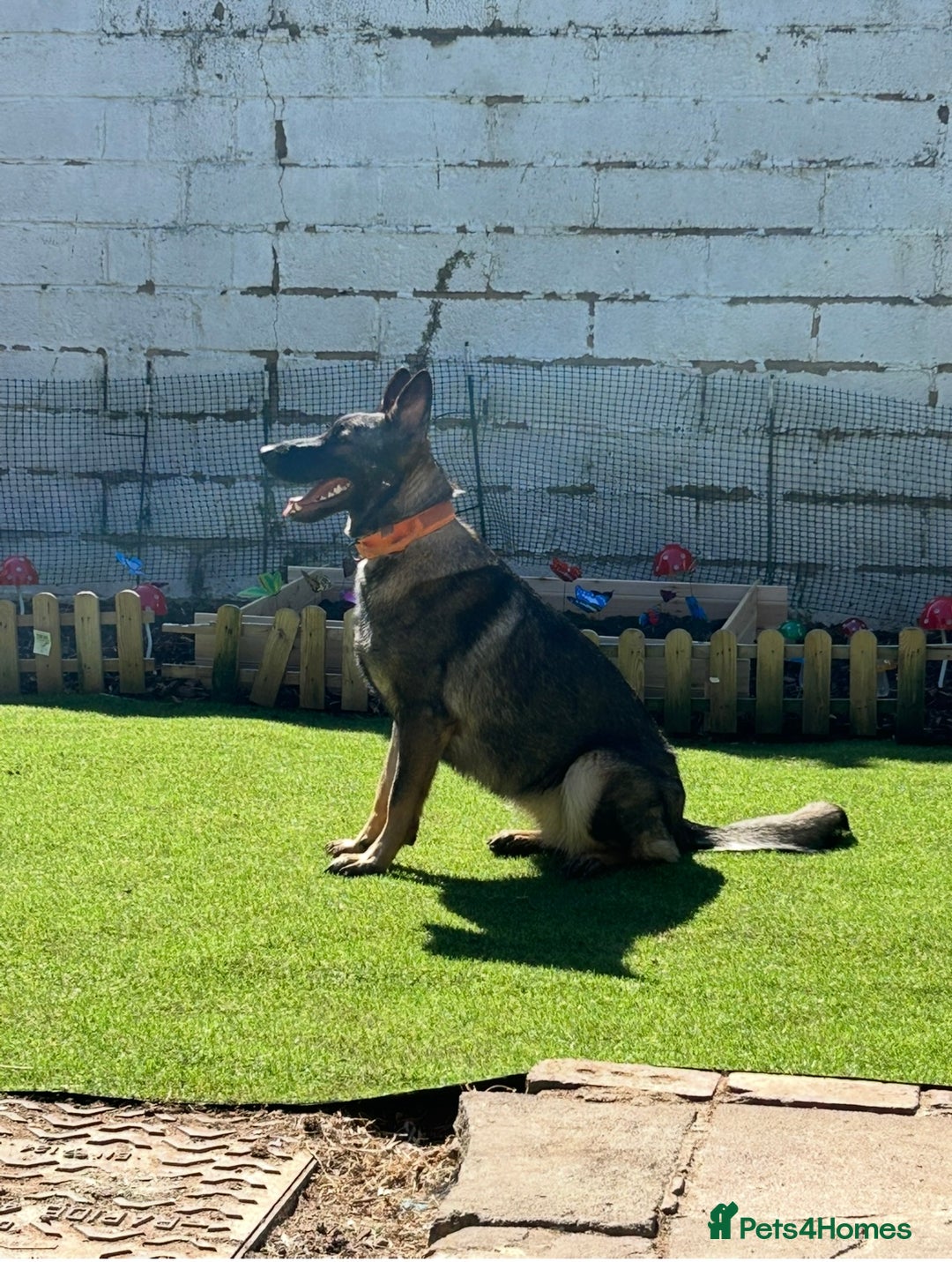 German Shepherd dogs for sale: Rehoming - German shepherd  - Image 2