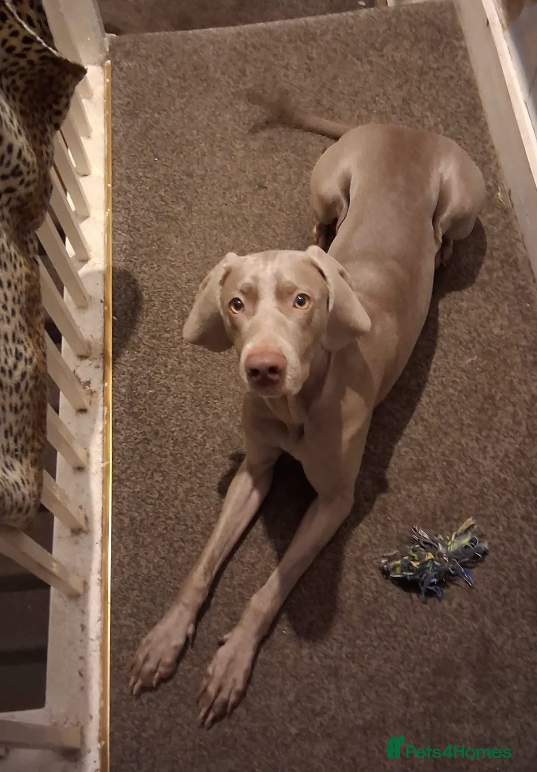 Weimaraner dogs for sale: Stella looking for a new home - Advert 1