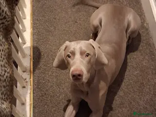 Weimaraner dogs Stella looking for a new home - Advert 6
