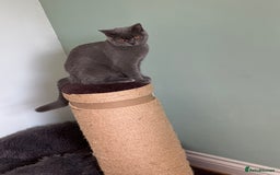 Domestic Shorthair cats for sale: 4 Adorable Kittens Ready for their Forever Homes! - Image 11