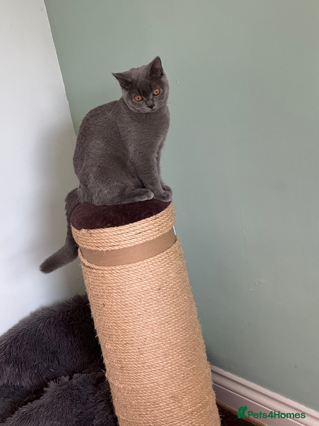 Domestic Shorthair cats for sale: 4 Adorable Kittens Ready for their Forever Homes! - Image 11