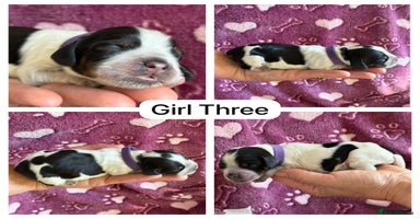Cocker Spaniel dogs - Advert 10