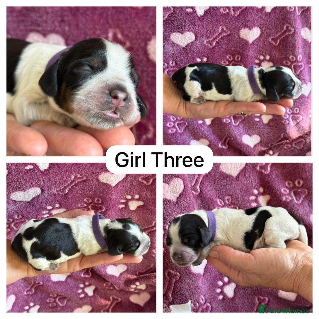 Cocker Spaniel dogs for sale: Kc, show cocker, dna, hips and eye tested parents  - Image 3