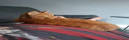 Domestic Shorthair cats for sale: For sale in Portsmouth - Advert 14