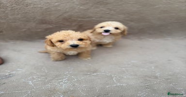 Maltipoo dogs - Advert 4