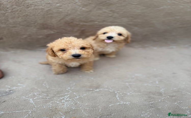 Maltipoo dogs - Advert 2
