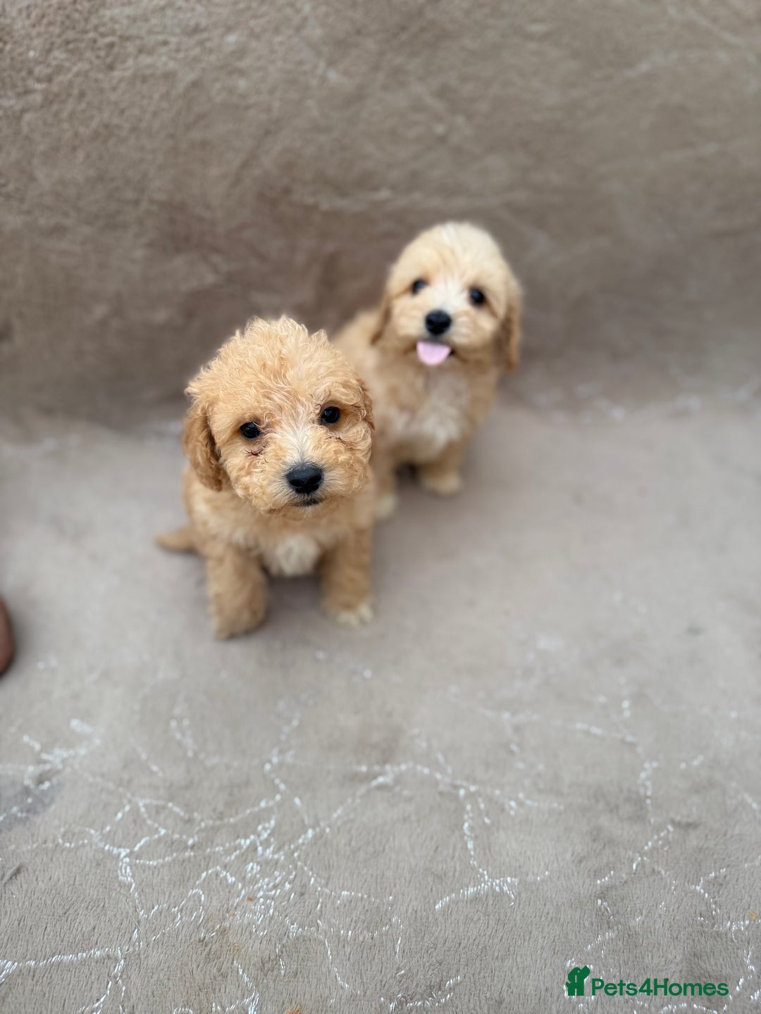 Maltipoo dogs for sale: Multipoo  - Image 1