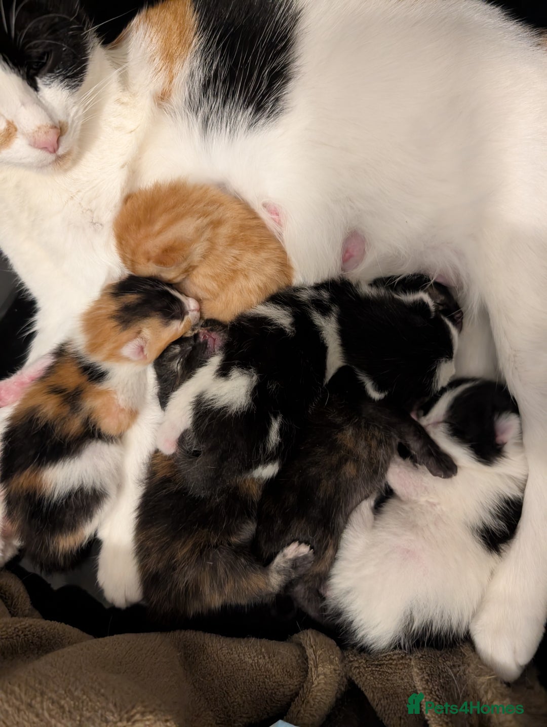 Mixed Breed cats for sale: Female 8 week old kittens for sale  - Image 4