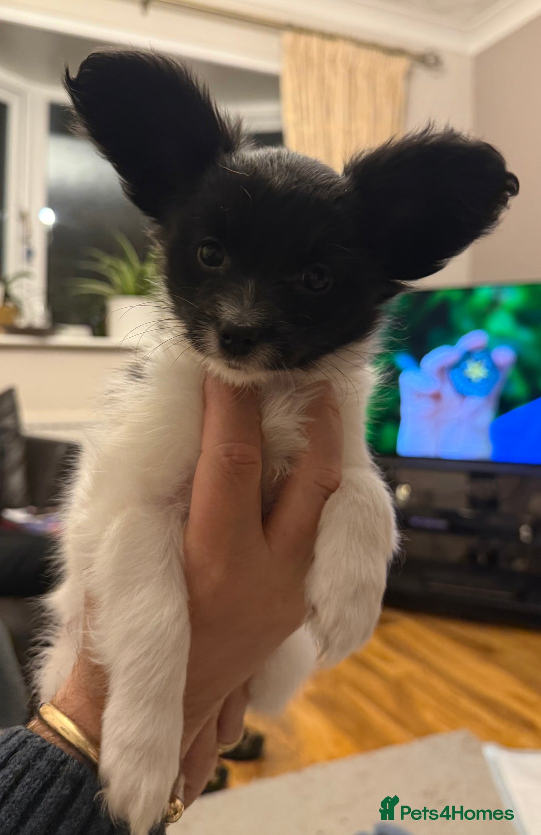 Papillon dogs for sale: Gorgeous litter of Papillon puppies for sale - Advert 20