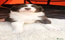 Sprollie dogs for sale: Puppies from Border Collie  - Image 28