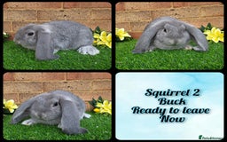 French Lop rabbits for sale: Fully Pedigree French Lops - Advert 6
